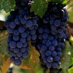 Чем обработать виноград осенью перед укрытием