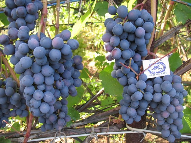 Чем обработать виноград осенью перед укрытием