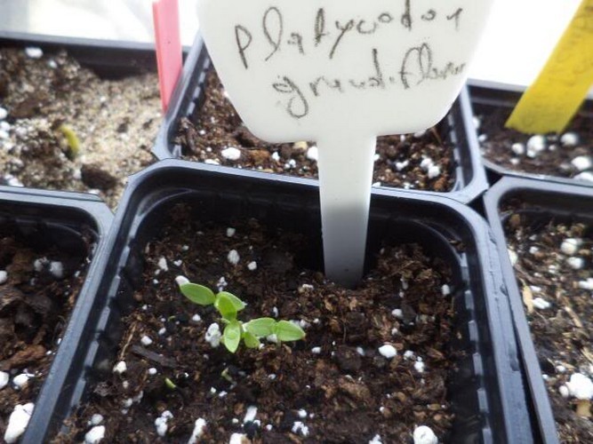 Можно ли платикодон выращивать как комнатное растение?