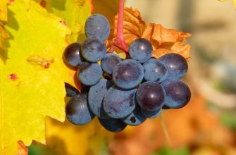 Укрытие винограда на зиму в Подмосковье видео
