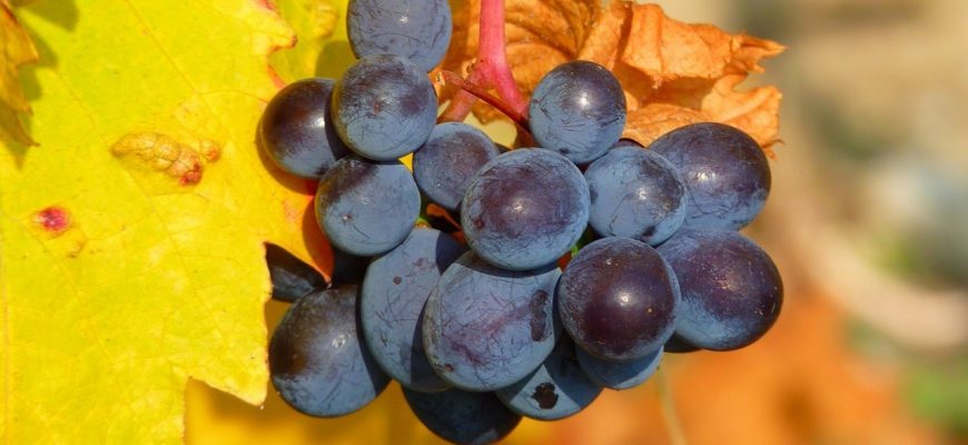 Укрытие винограда на зиму в Подмосковье видео