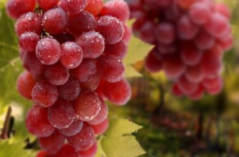Укрытие винограда осенью видео для начинающих