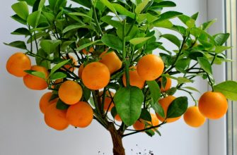 Как вырасти апельсин в домашних условиях