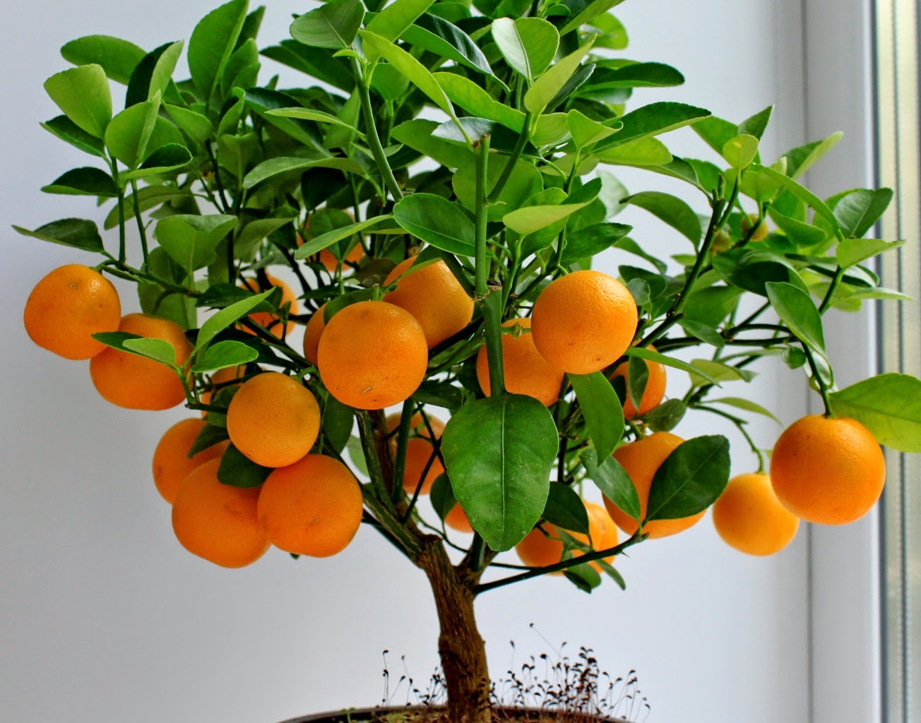 Как вырасти апельсин в домашних условиях