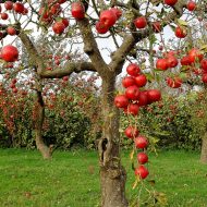 Осенняя обработка плодовых деревьев и кустарников
