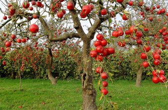 Осенняя обработка плодовых деревьев и кустарников осенью