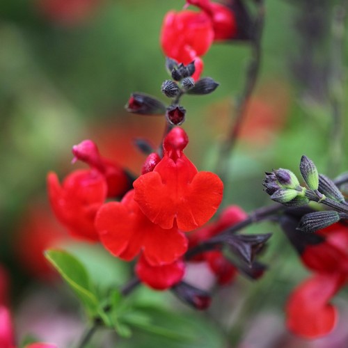 Сальвия многолетняя фото цветов