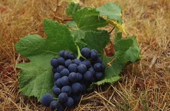 Осенняя обработка винограда против болезней и вредителей