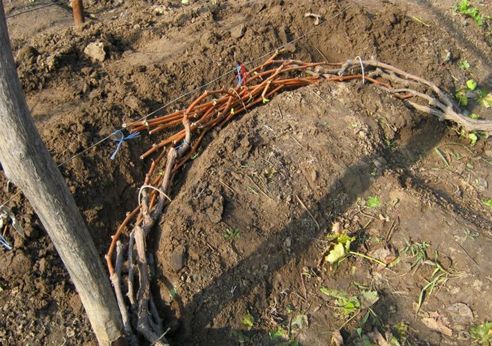 Осенняя обработка винограда против болезней и вредителей