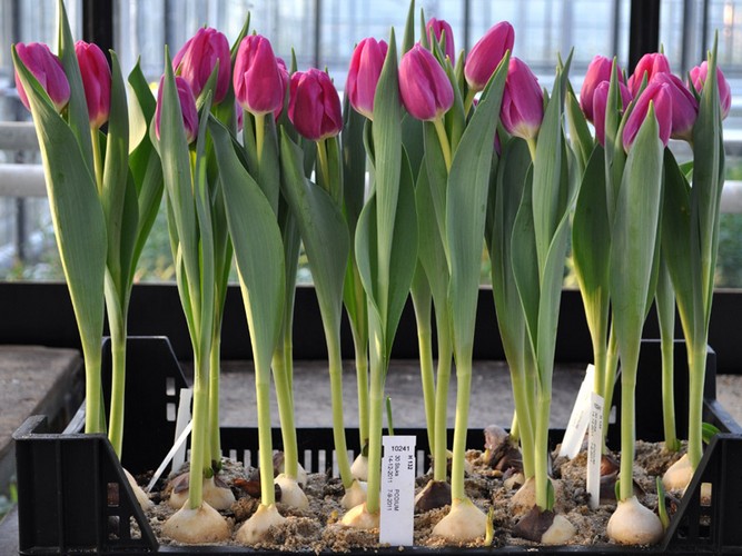 Как вырастить тюльпаны к Новому Году?