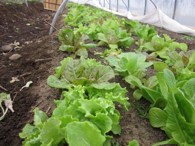 Выращивание салата зимой в теплице