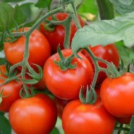 Посев семян томатов на рассаду