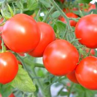 Рассада помидоров: как ее вырастить? Видео