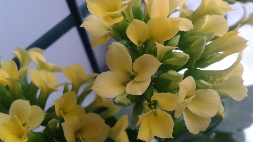 Цветок каланхоэ: уход в домашних условиях, фото