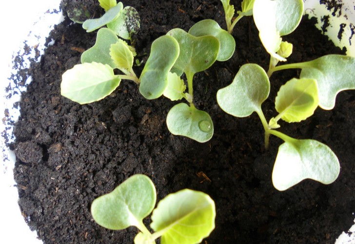 Как вырастить рассаду ранней капусты, чтобы она не вытягивалась?