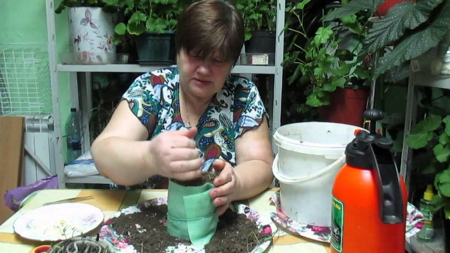 Вырастить рассаду перца в пеленках домашних условиях