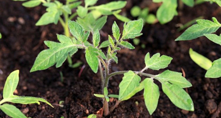 Как вырастить рассаду помидоров в теплице?