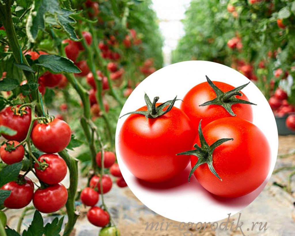 tomaty-na-vetke