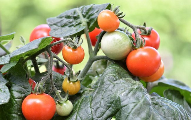 Посев томатов на рассаду в 2018 году