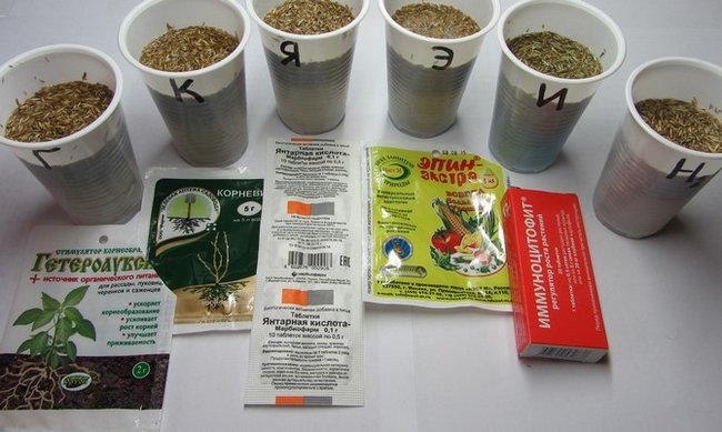 Способ замачивания семян в полиэтиленовых пакетиках