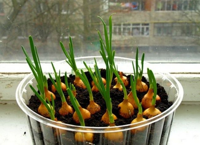Можно ли в зимнее время выращивать многоярусный лук в доме?
