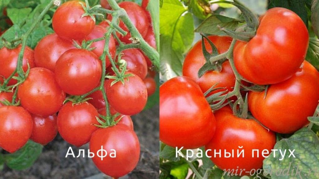 tomaty-alfa-i-krasnyj-petuh