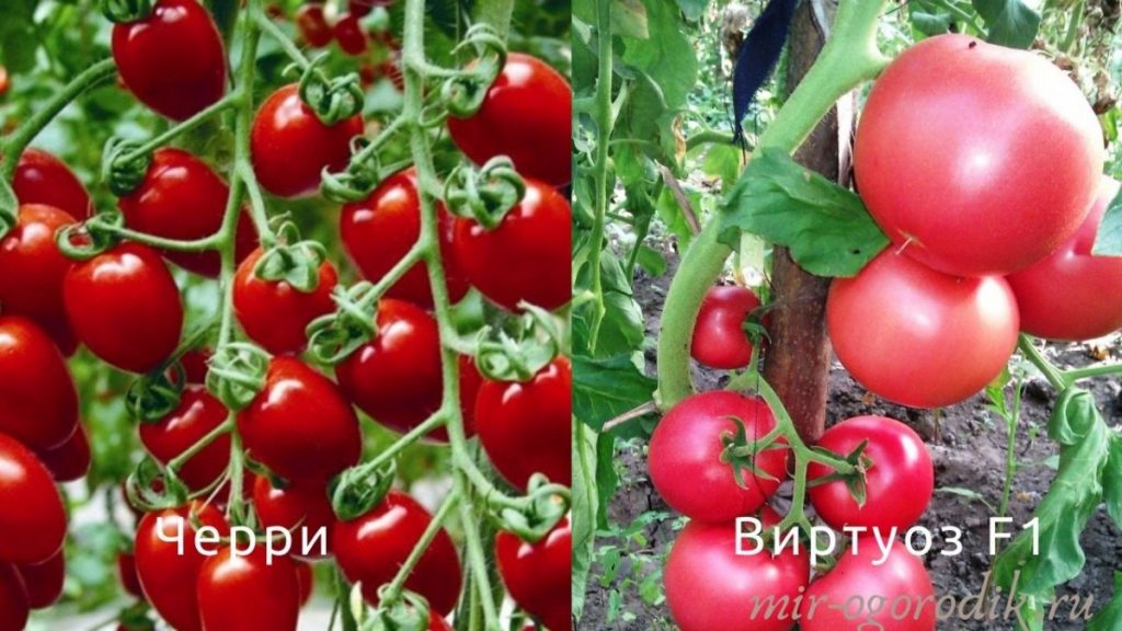 tomaty-cherri-i-virtuoz-f1