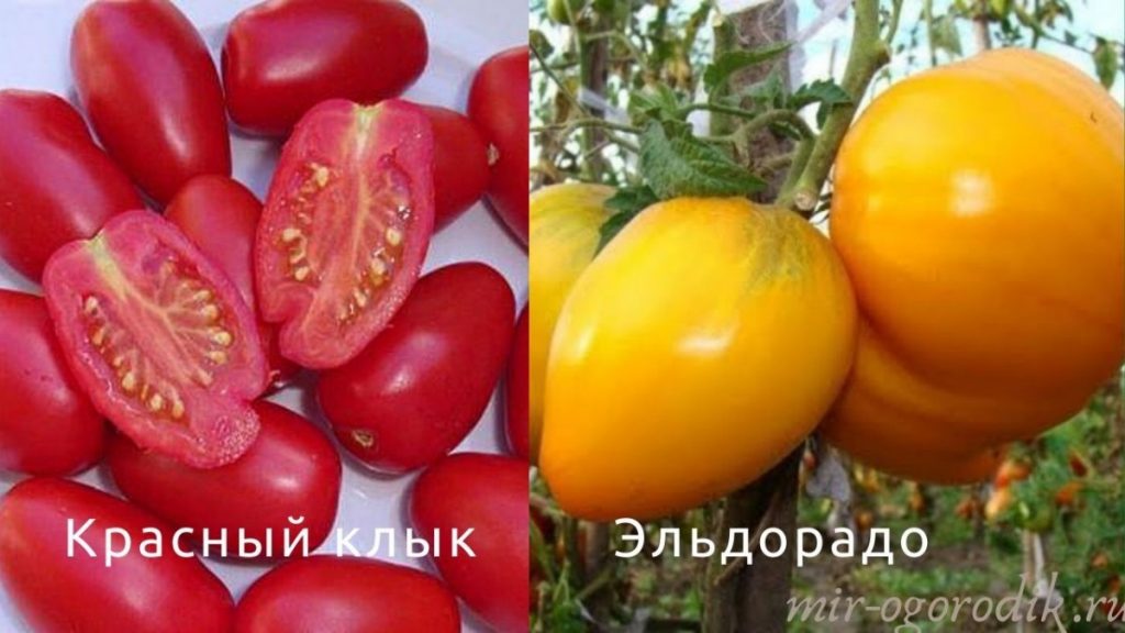 tomaty-krasnyj-klyk-i-eldorado