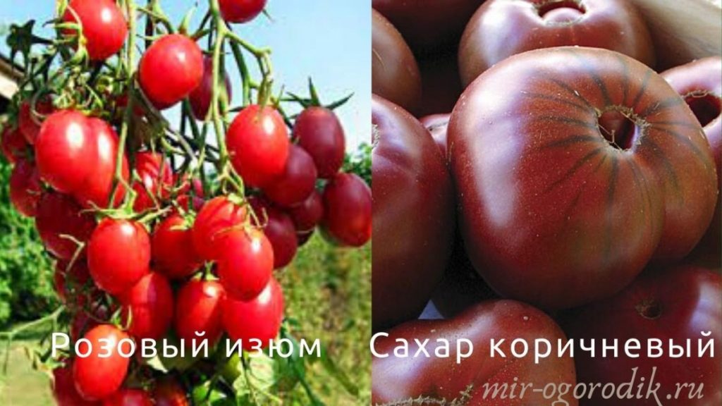 tomaty-rozovyj-izyum-i-sahar-korichnevyj