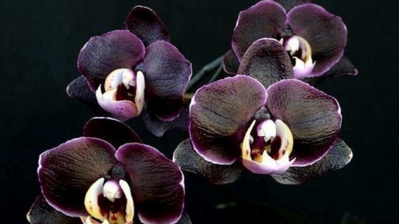 Черная орхидея купить цветок в горшке