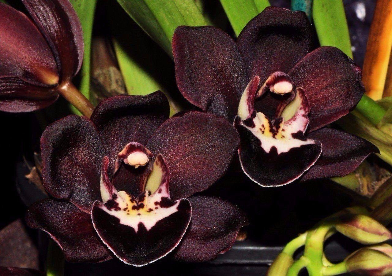 Черная орхидея купить цветок в горшке