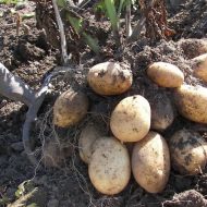 Какие сорта картофеля самые вкусные и урожайные