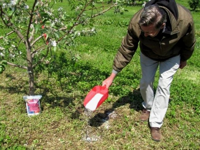 Обработка плодовых деревьев и кустарников весной мочевиной