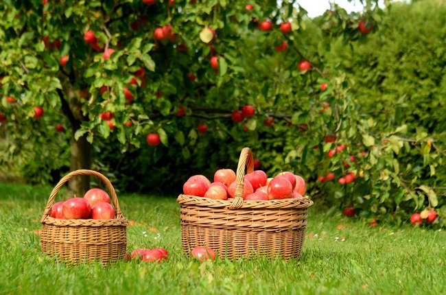 Когда обрезать яблони и груши в подмосковье и обрезать яблони осенью, весной, летом для начинающих с картинками и фото
