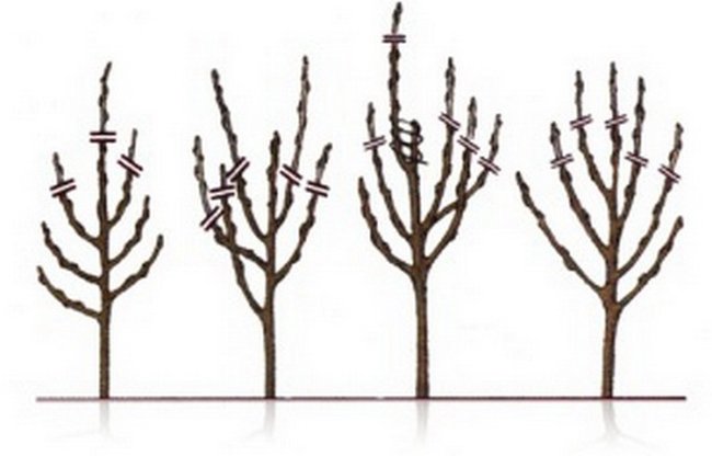 Обрезка деревьев весной видео для начинающих