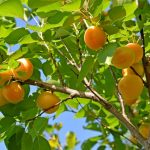 Обрезка деревьев весной видео для начинающих абрикосы