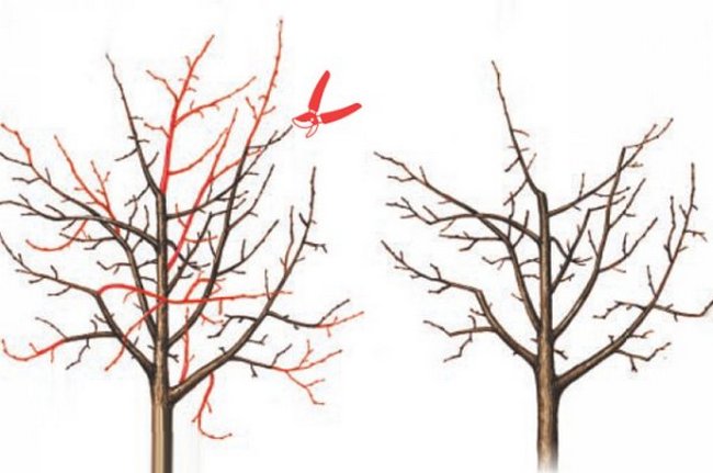 Обрезка деревьев весной видео для начинающих груши