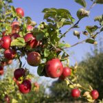 Обрезка деревьев весной видео для начинающих яблоня