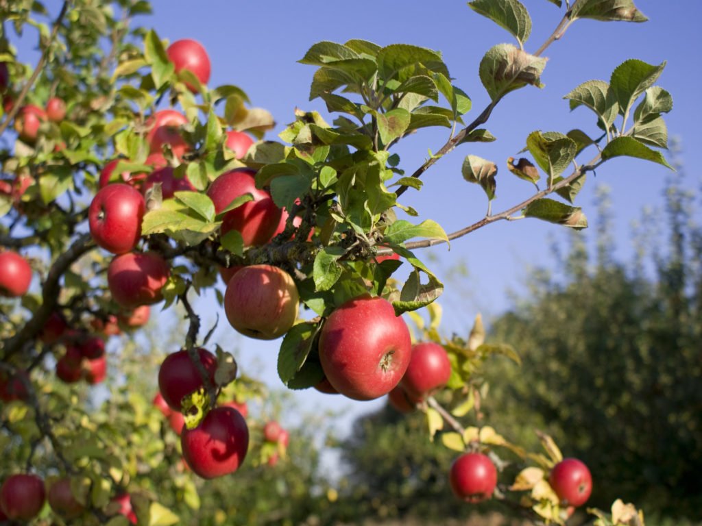 Обрезка деревьев весной видео для начинающих яблоня