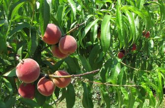 Обрезка деревьев весной видео для начинающих персика