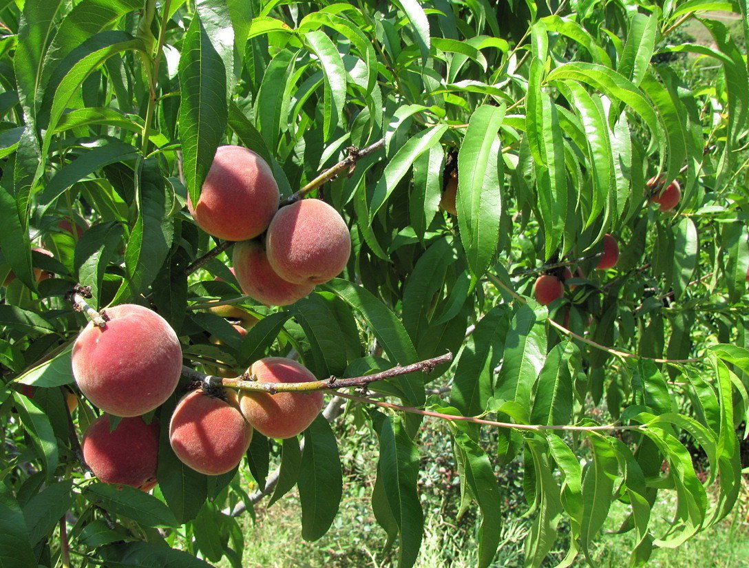 Обрезка деревьев весной видео для начинающих персика