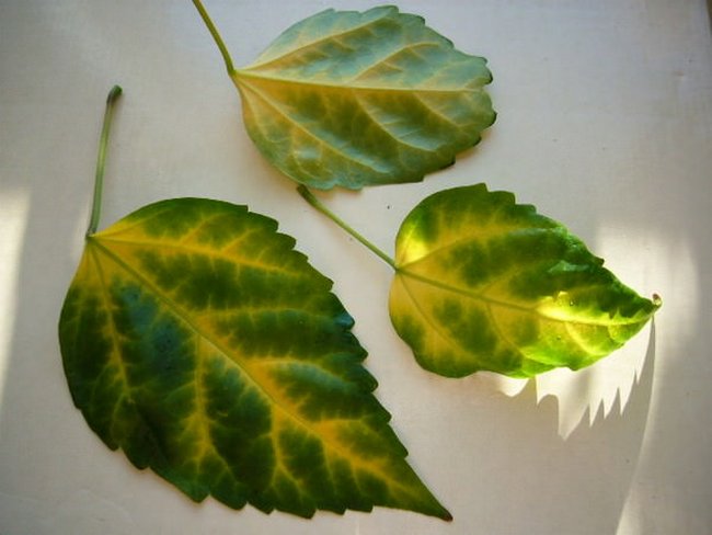 Почему гибискус сбрасывает листья