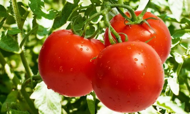 Посадка томатов на рассаду видео