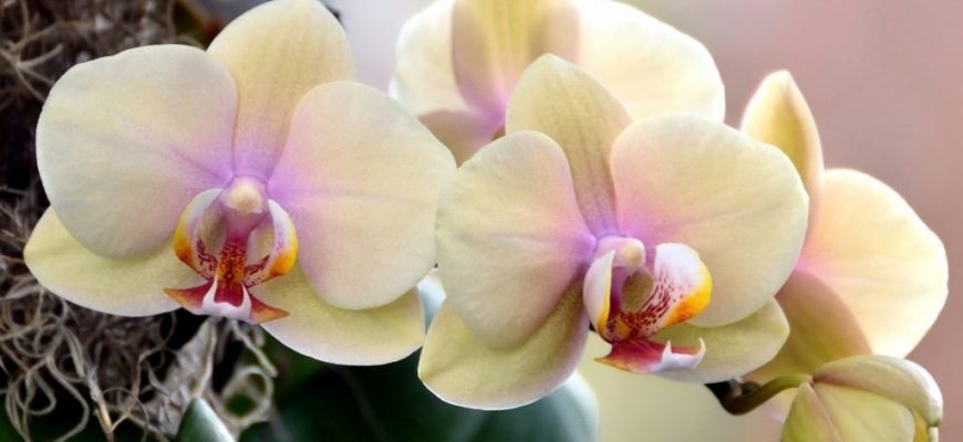 Удобрения для орхидей в домашних условиях