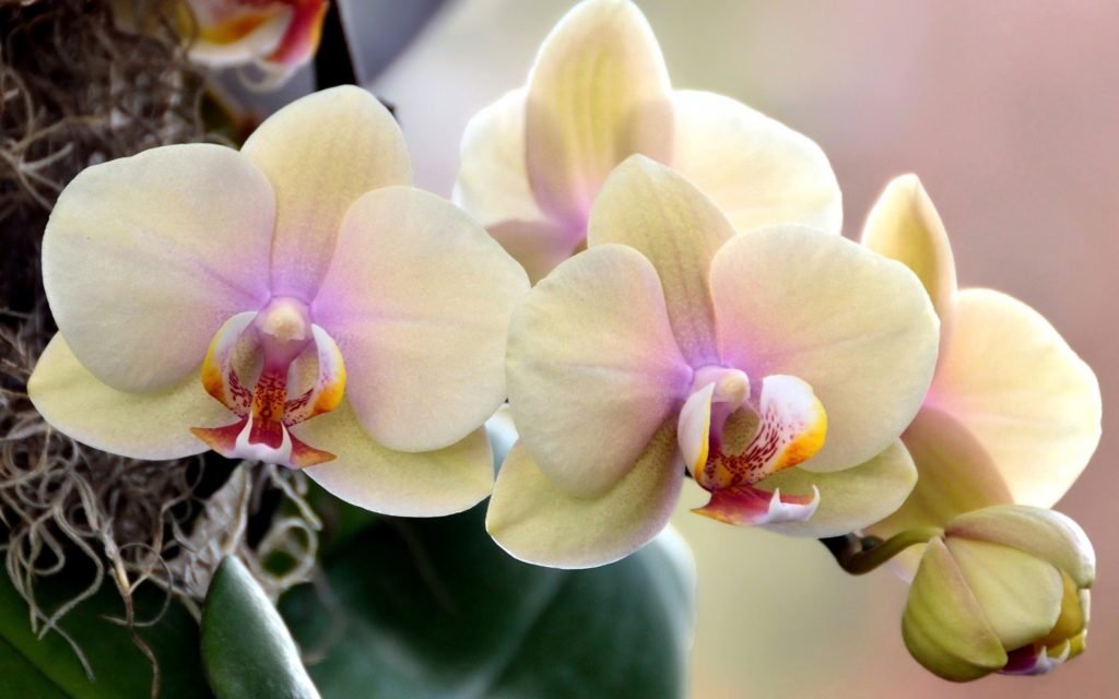 Удобрения для орхидей в домашних условиях