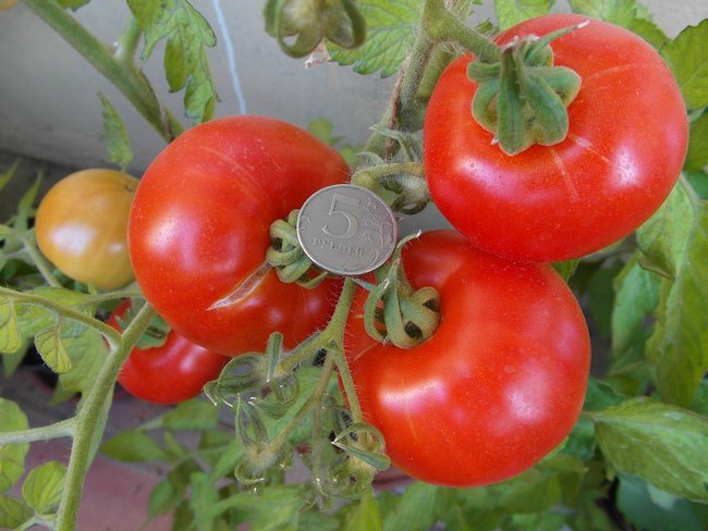 Низкорослые томаты не требующие пасынкования для теплиц