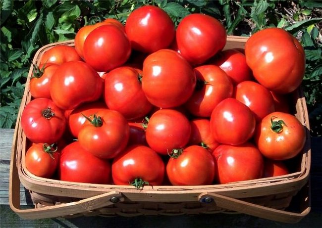 Низкорослые томаты не требующие пасынкования для теплиц
