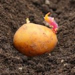 Чем обработать картофель перед проращиванием на посадку