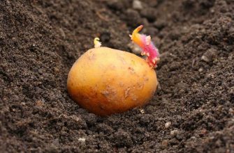 Чем обработать картофель перед проращиванием на посадку