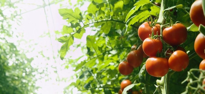 Как прищипывать помидоры в теплице пошаговое фото